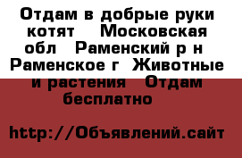 Отдам в добрые руки котят. - Московская обл., Раменский р-н, Раменское г. Животные и растения » Отдам бесплатно   